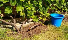 полив винограда Мальвазия22