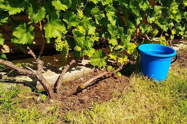 полив винограда Мальвазия22