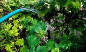 Полив винограда Родина18