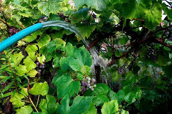 Полив винограда Родина18