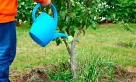Полив яблони Эра12