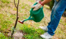 Полив яблони Китайка Керр15