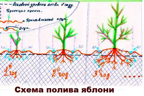 Полив яблони Райская15
