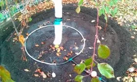 полив яблони Штрейфлинг17 яблони Штрейфлинг17