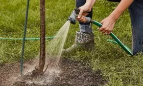 Полив яблони Строевское12