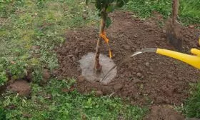 Полив яблони Ветеран14