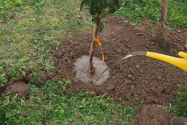 Полив яблони Ветеран14