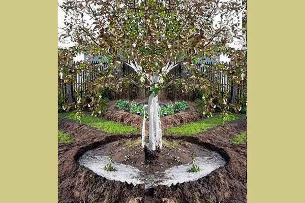 Полив Яблоня Аркад13