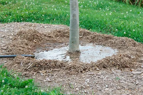 полив яблоня осенн полос