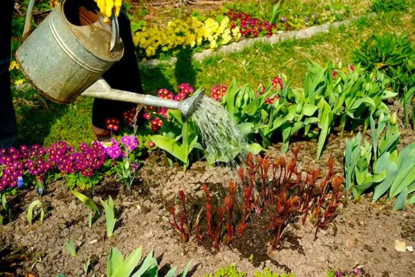 Поливы пиона Сонома Хало11