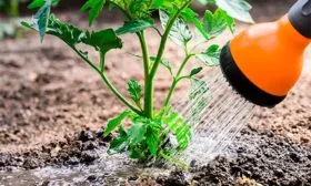 Поливы Сызранская пипочка13