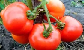 помидор томаты сорта Лабрадор10