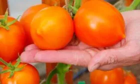 помидоры томатов Золотая миля12