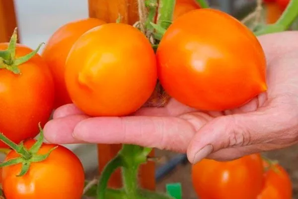 помидоры томатов Золотая миля12