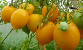 помидоры томаты Чудо Света12