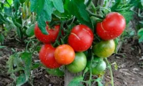 помидоры томаты сорта Лабрадор11