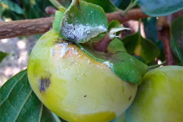 Поражение болезнями и вредителями хурмы Вебер10