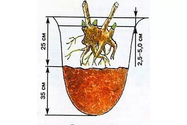 посадка 1 пиона Сонома Хало12