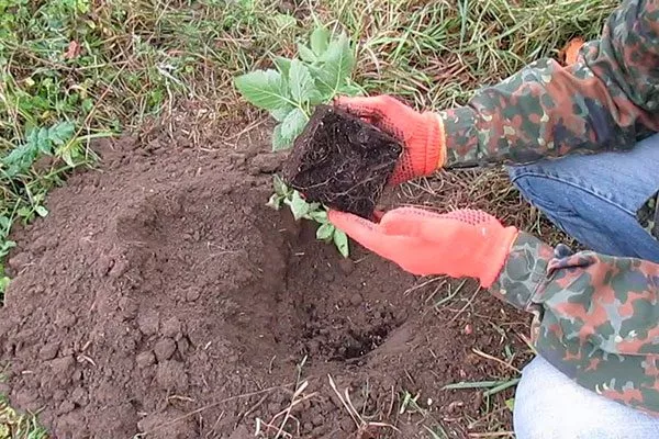 посадка ежевики сорта Вождь Джозеф8