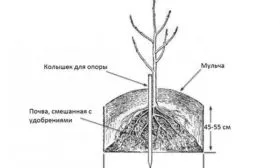 Посадка груша Санреми9