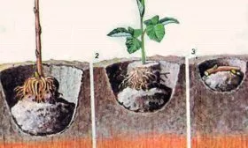 посадка малины Малиновая гряда11