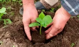 Посадка огурцов огурцов Диригент9