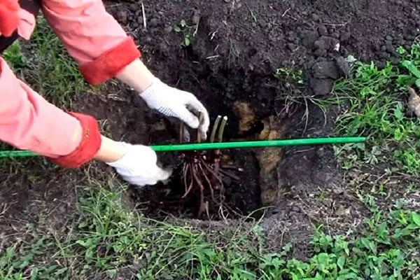 Посадка пиона Топ Брасс15