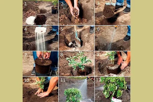 Posadka-piona-vesnoj-v-grunt пиона Йеллоу Краун1