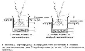 посадка правила малины Кримсон найт10