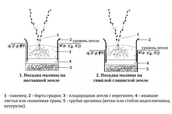 посадка правила малины Кримсон найт10