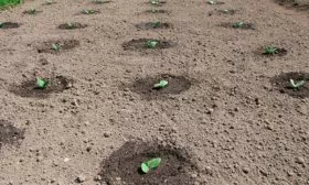 Посев семян и высадка рассады тыквы Акорн12