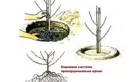 Посадка сливы Слива Персиковая Мичурина12