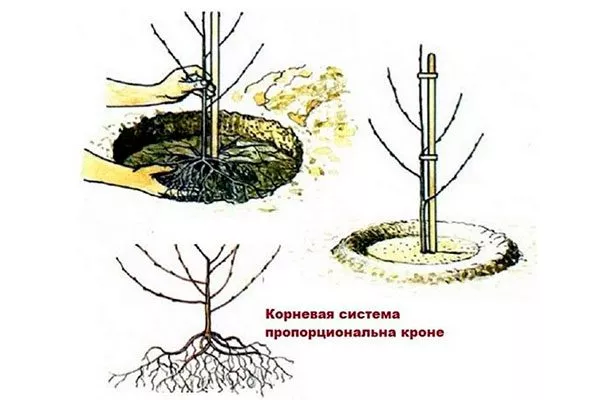 Посадка сливы Слива Персиковая Мичурина12