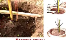 Посадка сливы сливы Белоснежка7