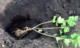 Посадка смородины Сибирская10