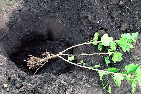 Посадка смородины Сибирская10