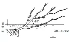 посадка смородиныОриана9