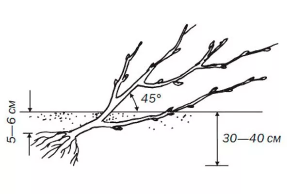 посадка смородиныОриана9