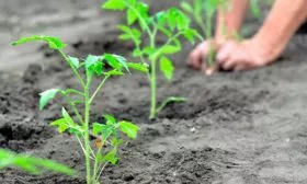 Посадка томатов Золотая миля13