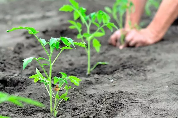 Посадка томатов Золотая миля13