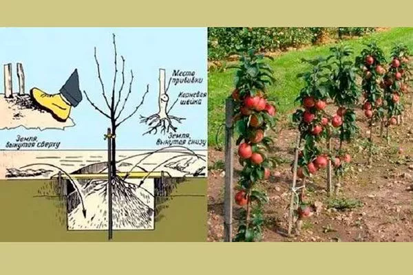 Посадка яблони Арбат10