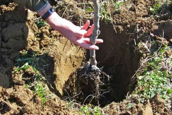 посадка яблони Брянское