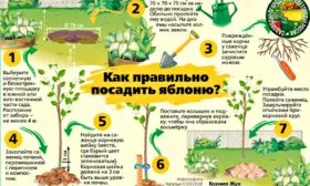 Посадка яблони Красное раннее19