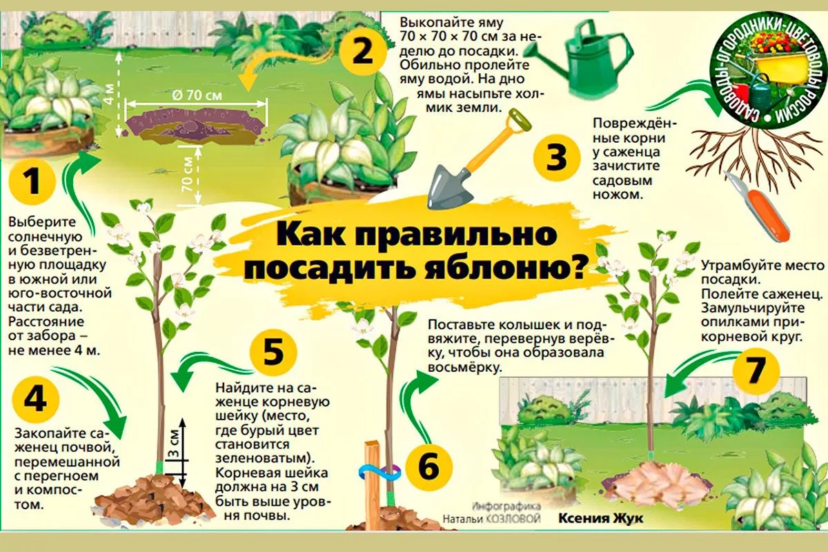 Посадка яблони Красное раннее19