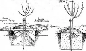 посадка яблони Марат Бусурин10
