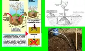 посадка яблони Сирена8