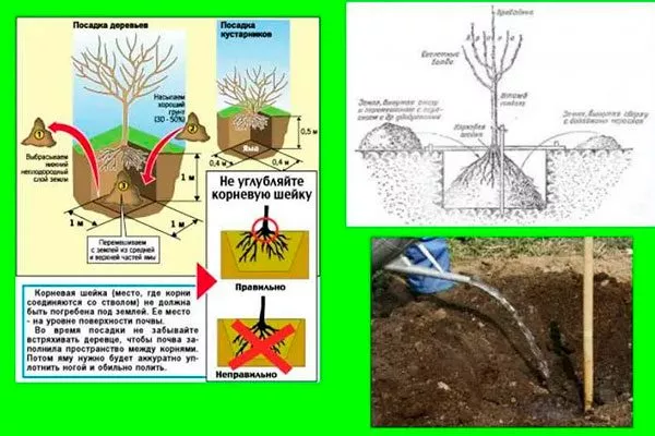 посадка яблони Сирена8