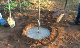 Посадка яблони яблок Веньяминовское3