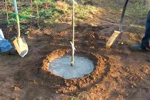 Посадка яблони яблок Веньяминовское3