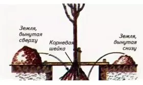 Посадка яблони яблони Свежесть6